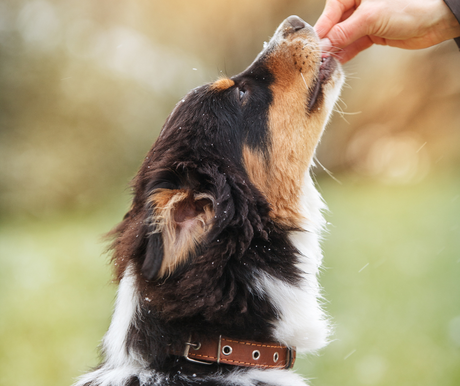 Hvad er belønningsbaseret hundetræning?