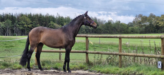 🧠 Hvad er mindset – og hvorfor er det en af de vigtigste ting i arbejdet med heste?