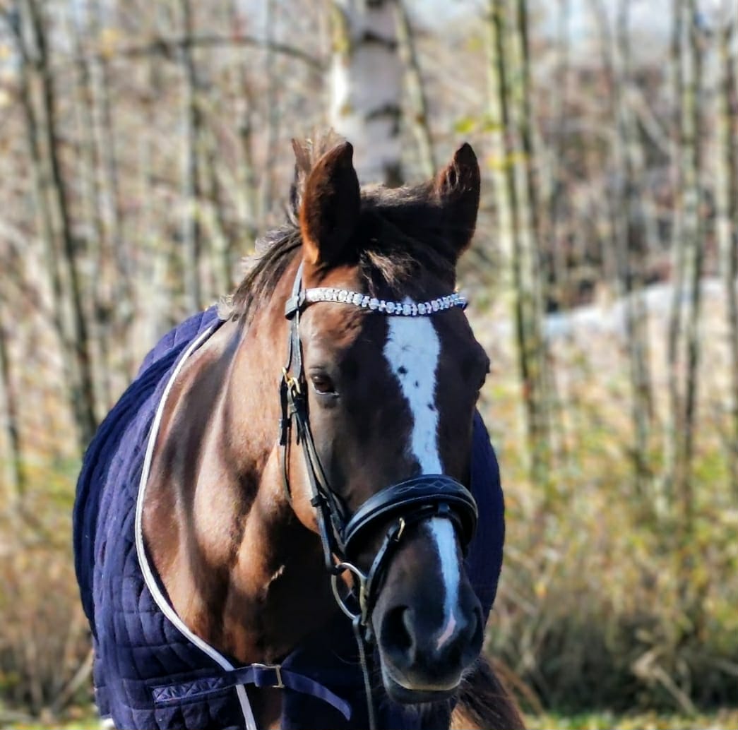 By Hyldgaard "Harmoni" Pandebånd